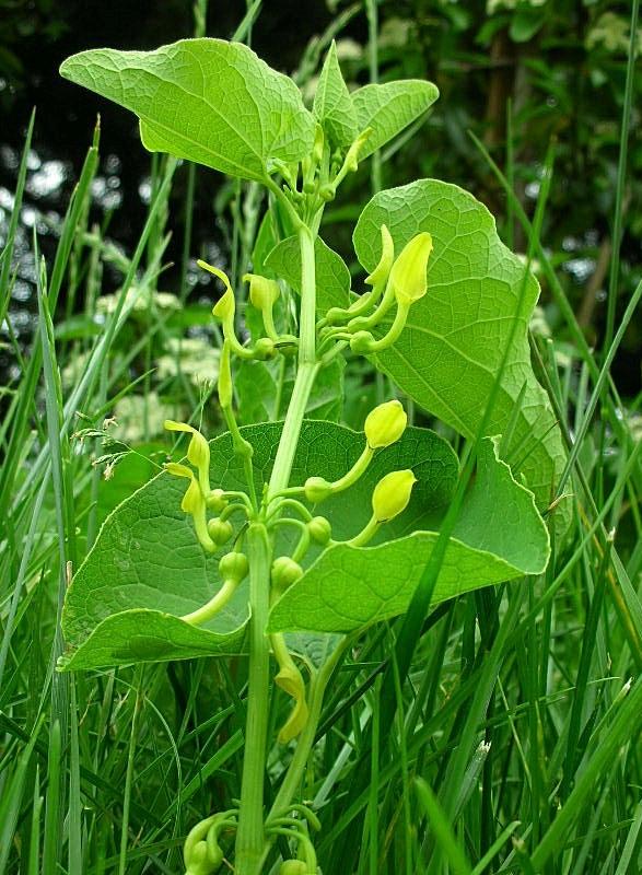 Aristolochia clematitis / Aristolochia clematite